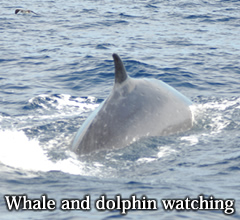 Whale and dolphin watching