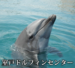 室戸ドルフィンセンター