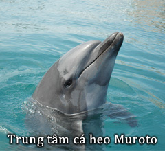 Trung tâm cá heo Muroto